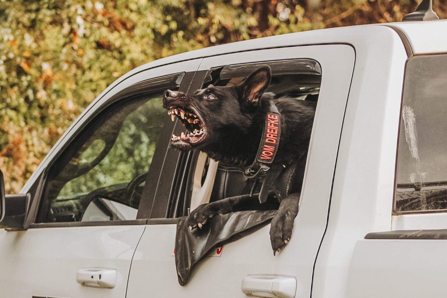 PERSONAL PROTECTION DOG TRAINING Vom Dreifke German Shepherds